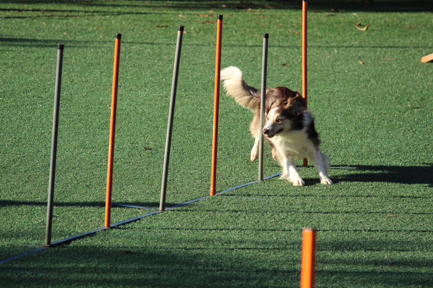 Tävla med din hund i agility