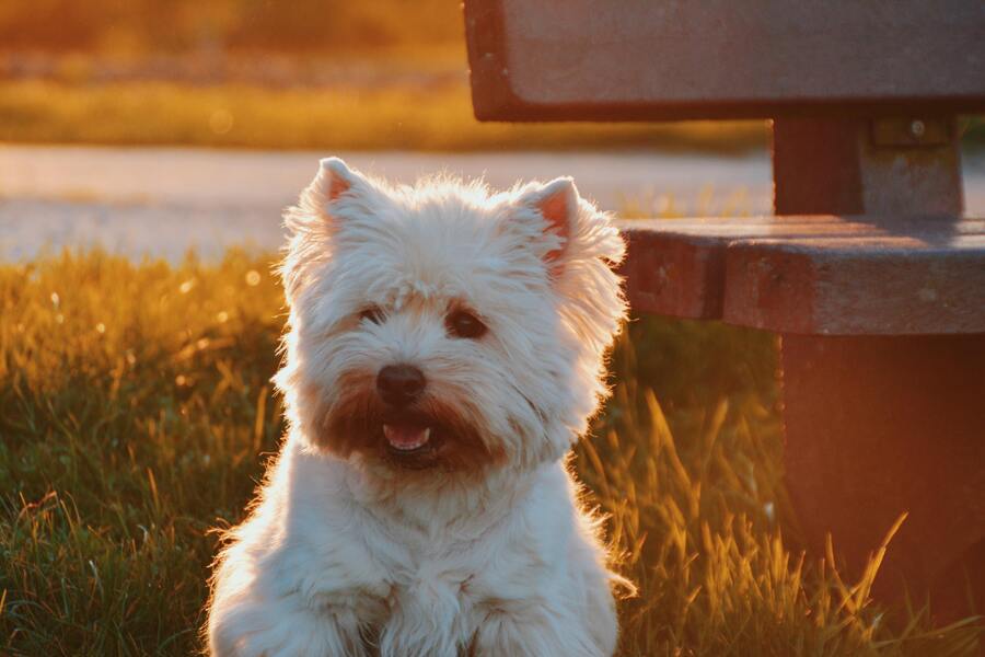 West highland white terrier som valp
